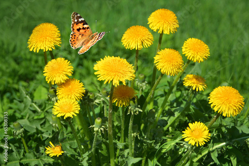 Plakat roślina natura pąk