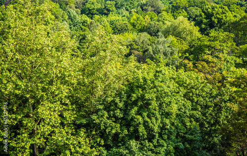 Fotoroleta las krajobraz buk lato łąka