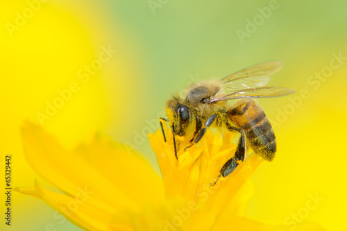 Plakat natura rolnictwo miód