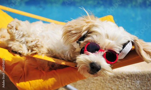 Fototapeta pies plaża woda wellnes muzyka