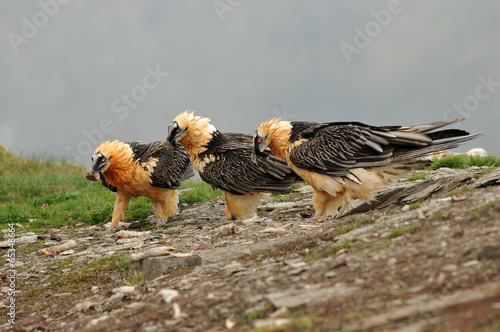 Fotoroleta natura ptak pole