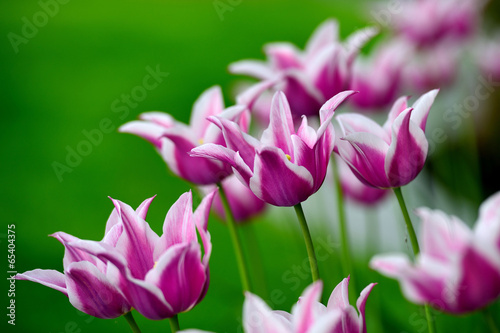 Naklejka witalność obraz ogród tulipan