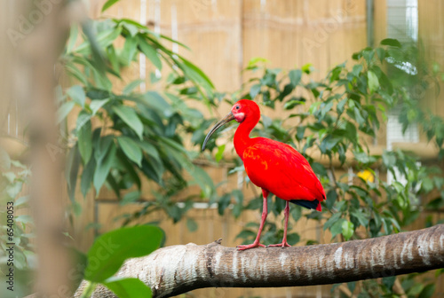 Fotoroleta usta natura tropikalny piękny lato