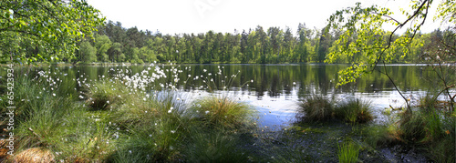 Plakat las kwiat jezioro natura trawa