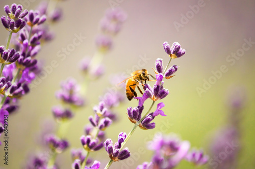 Fotoroleta lawenda natura pyłek świeży