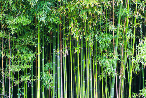 Obraz na płótnie orientalne zen bambus japonia drzewa