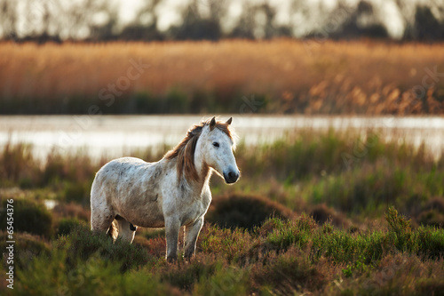 Naklejka koń francja natura łąka