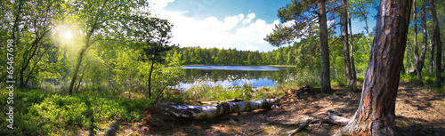 Plakat drzewa krajobraz ogród słońce natura