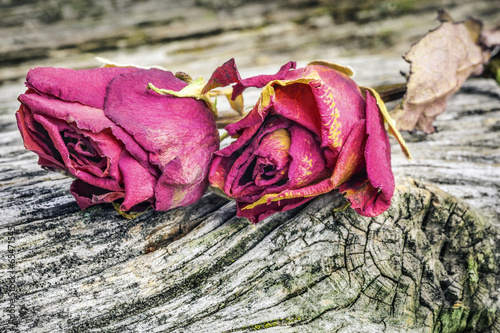 Fotoroleta piękny kwiat miłość vintage bukiet