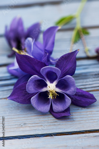 Fotoroleta kwiat drewno niebieski fioletowy orlik