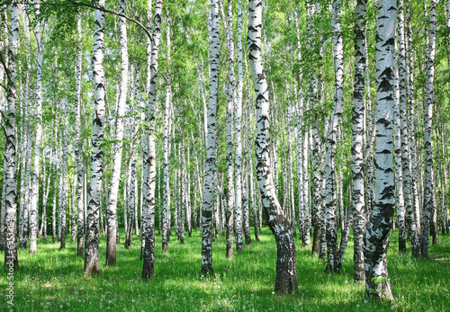 Fototapeta kwiat natura park