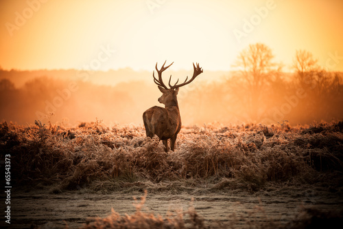 Fototapeta las safari drzewa holandia natura