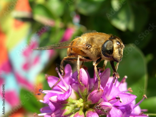 Obraz na płótnie kwiat pyłek nektar pszczelarz