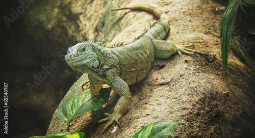 Obraz na płótnie natura tropikalny gad zwierzę las