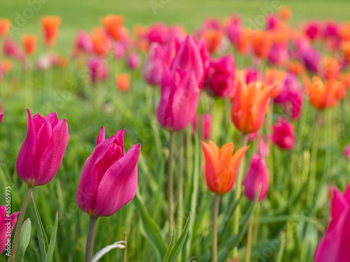 Obraz na płótnie park tulipan ogród lato