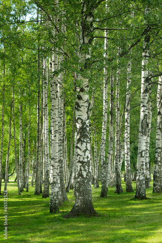 Plakat natura trawa wiejski lato