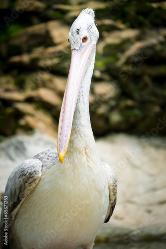 Plakat portret zwierzę ładny fauna piękny