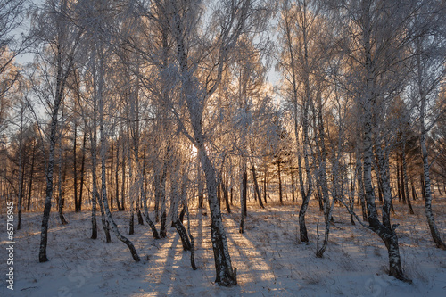 Naklejka lód park natura