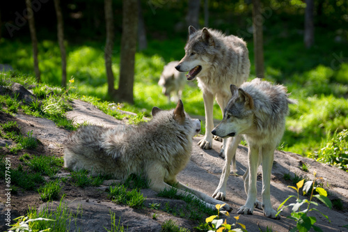 Fotoroleta natura ssak trawa las dziki