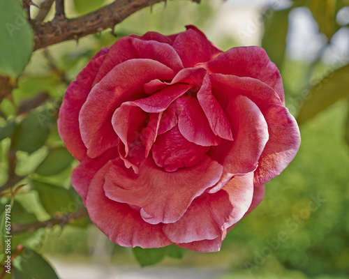 Fototapeta roślina natura rosa