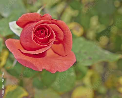 Fototapeta rosa natura kwiat