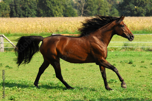 Obraz na płótnie klacz arabski koń