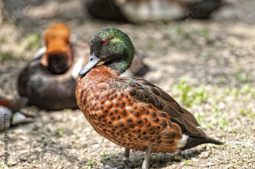 Naklejka warzywo natura dziki kaczka