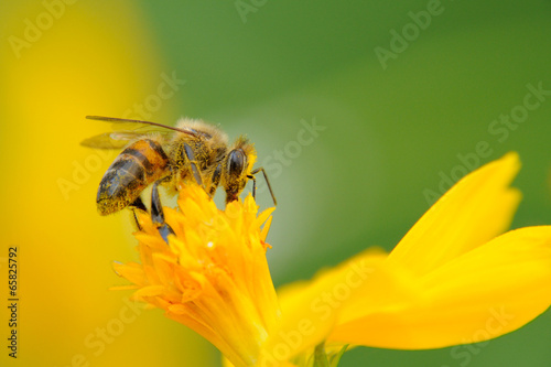 Plakat natura rolnictwo kit pszczeli