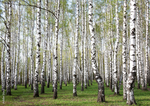 Naklejka natura pejzaż wzór