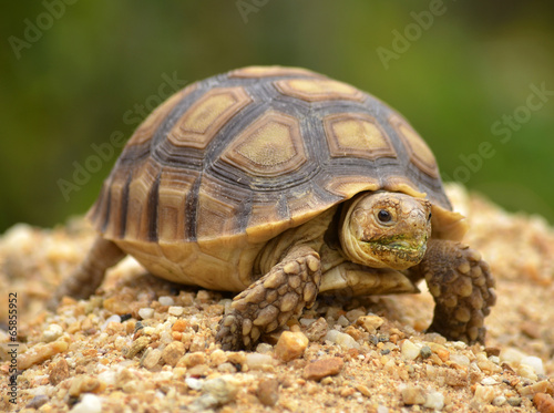 Fototapeta natura zwierzę żółw