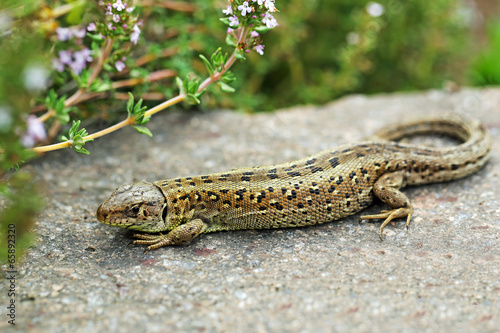 Naklejka zwierzę gad ogród gekko wygrzać