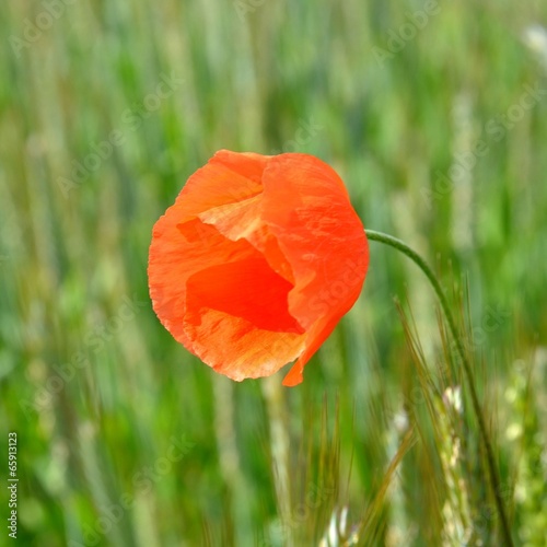 Naklejka ładny roślina natura pole