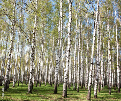 Fotoroleta dziki natura brzoza lato