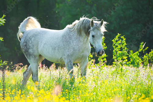 Naklejka koń trawa arabian