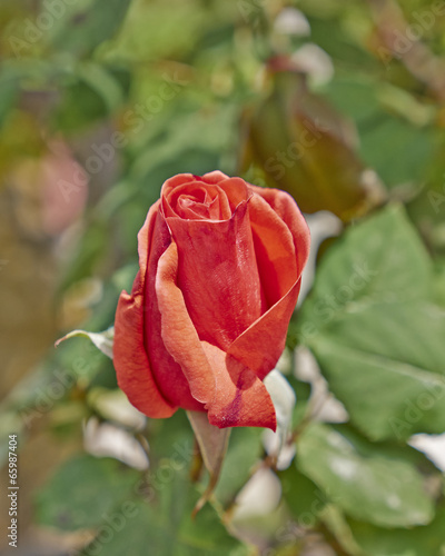 Naklejka miłość świeży rosa natura piękny