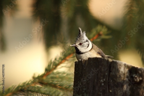 Fotoroleta natura sikorka ładny