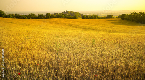 Naklejka jęczmień lato wieś pejzaż