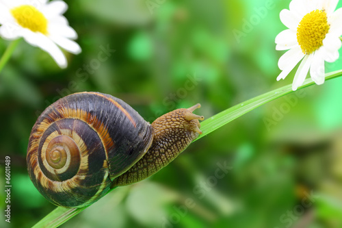 Obraz na płótnie lato mięczak spirala kwiat zwierzę