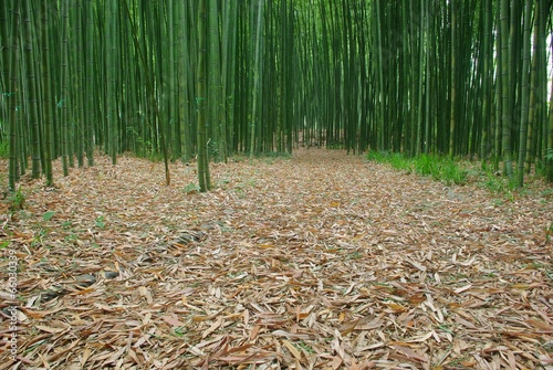 Obraz na płótnie krajobraz roślina bambus zielony