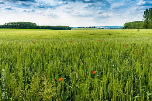 Naklejka zboże natura mak