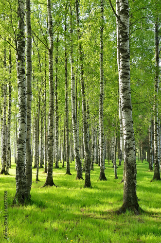 Plakat drzewa brzoza wieś park trawa