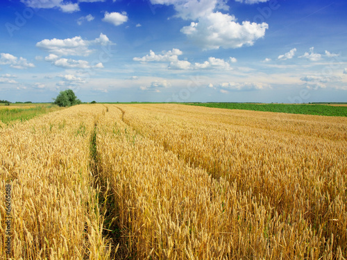 Naklejka słońce pole żniwa natura