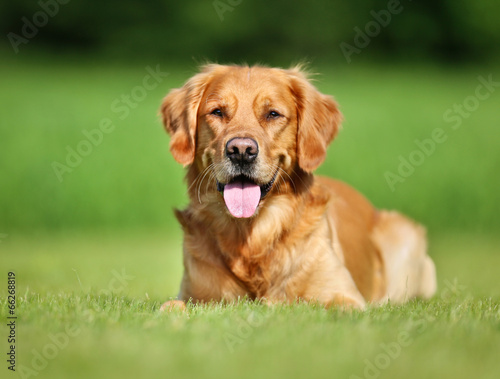 Naklejka Golden retriever pies