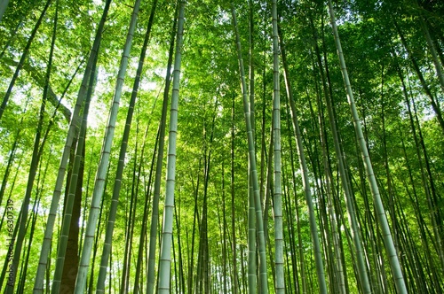 Obraz na płótnie roślina bambus droga krajobraz
