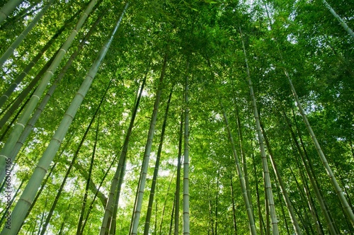 Obraz na płótnie droga bambus park krajobraz tropikalny