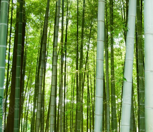 Fototapeta park krajobraz słońce