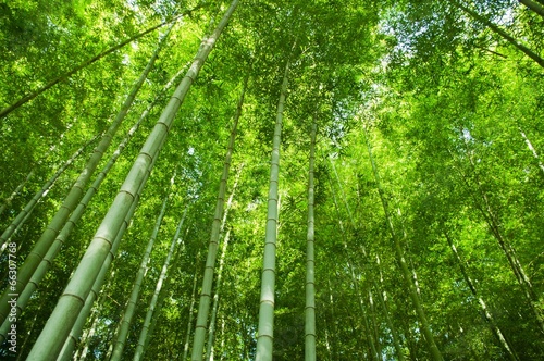 Obraz na płótnie sztuka droga dżungla bambus słońce