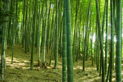 Fototapeta roślina japonia dżungla ogród