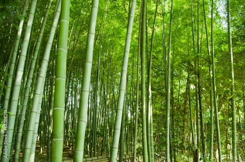 Fototapeta roślina japonia tropikalny