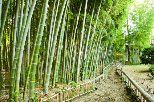 Fototapeta tropikalny słońce ogród japonia